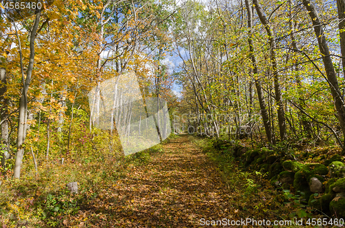 Image of Beautiful trail in golden fall colors in a deciduous forest