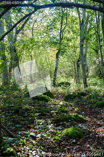 Image of Bright deciduous forest with mossy rocks on the ground