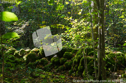 Image of Mossy old dry stone wall in a lush forest