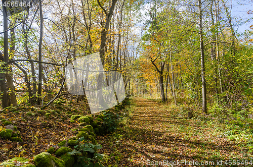 Image of Bright footpath with fall colors in a deciduous forest