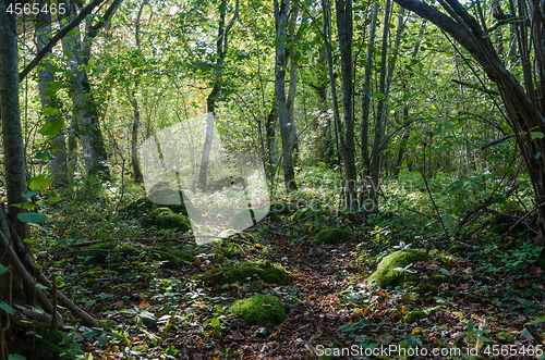 Image of Moss covered stones in a lush green forest