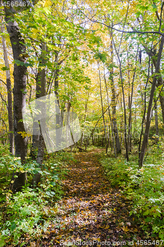 Image of Beautiful footpath through a forest in fall colors