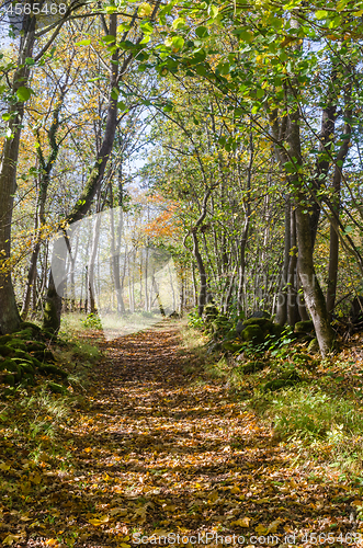 Image of Trail through a bright deciduous forest by fall season