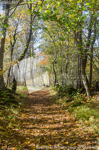 Image of Trail through a bright deciduous forest by fall season
