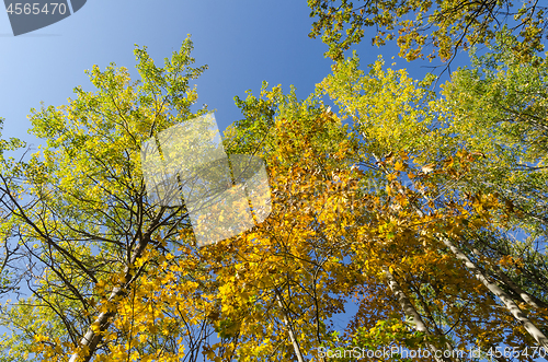 Image of Colorful tree tops by fall season
