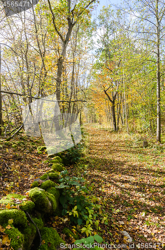 Image of Fall colored trail along an old dry stone wall