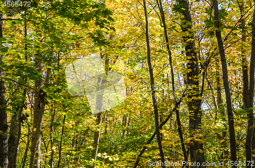 Image of Golden colors in a forest by fall season