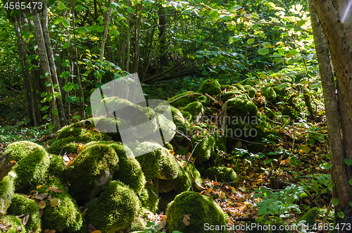 Image of Moss covered old dry stone wall in a green forest