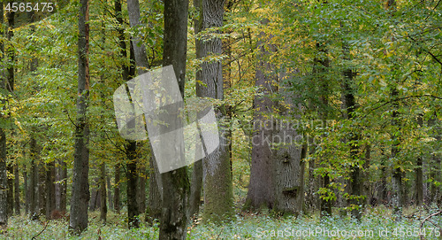 Image of Group of old oaks in autumn