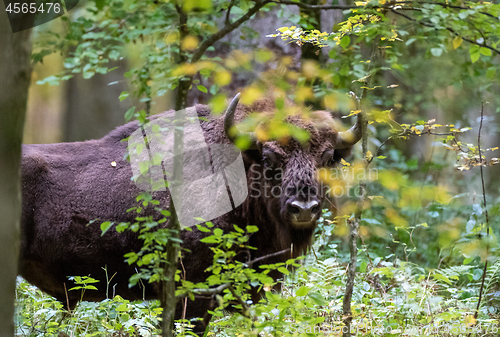 Image of European bison(Bison bonasus) bull