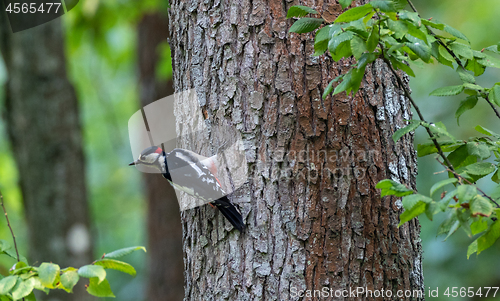 Image of Great spotted woodpecker (Dendrocopos major) male