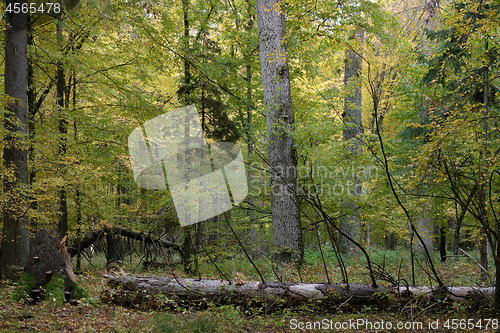 Image of Group of old oaks in autumn