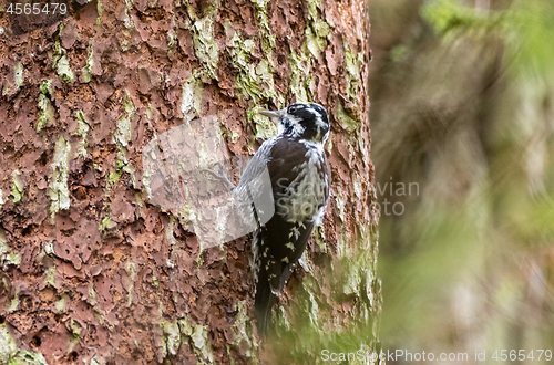 Image of Eurasian Three-toed woodpecker (Picoides tridactylus) close up