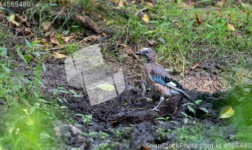 Image of Eurasian jay (Garrulus glandarius) male on ground