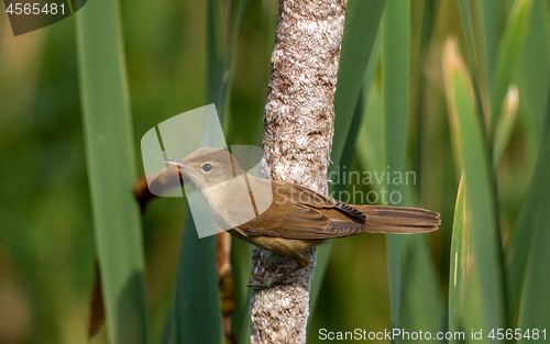 Image of Eurasian Reed Warbler(Acrocephalus scirpaceus) close up