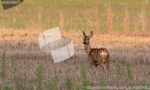 Image of Roe Deer(Capreolus capreolus) female looking back