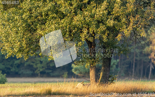Image of Old pear tree in autumn