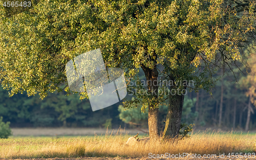 Image of Old pear tree in autumn