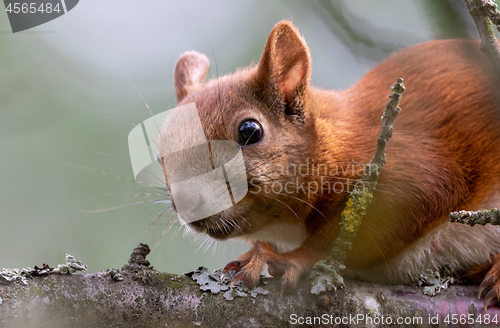 Image of Eurasian Red Squirrel sitting on branch in summer