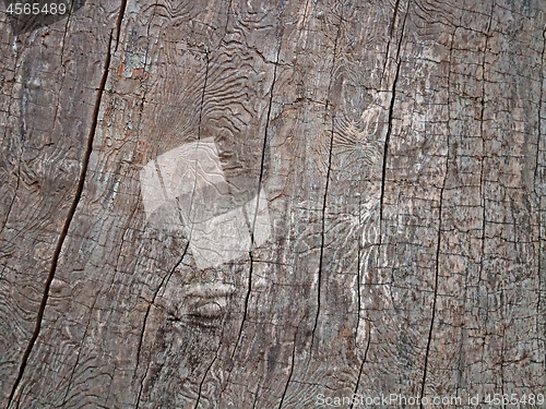 Image of Withered surface of old tree without bark