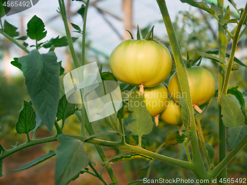 Image of Green Big Tomatoes