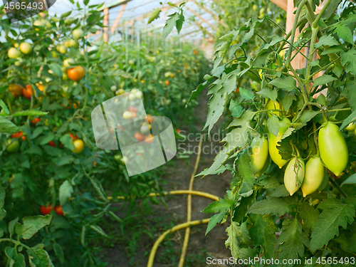 Image of Many Tomatoes in Film Wooden Greenhouse