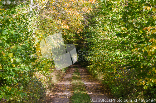 Image of Light in the tunnel on a fall colored dirt road