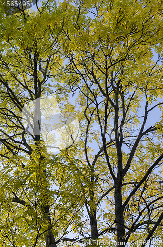 Image of Yellow colored leaves in a big ash tree