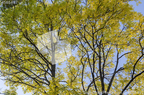 Image of Colorful ash tree by fall season