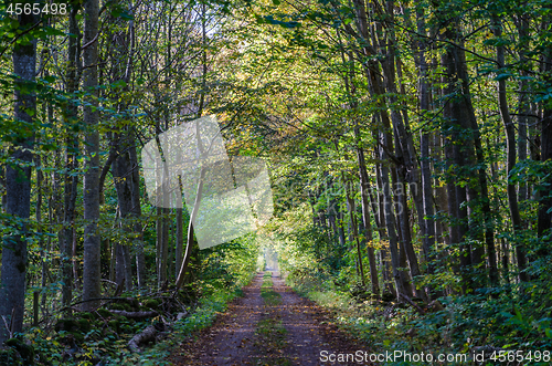 Image of Fall colors in a deciduous forest with a country road in a porta