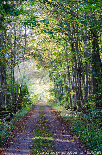 Image of Dirt road through a fall colored forest