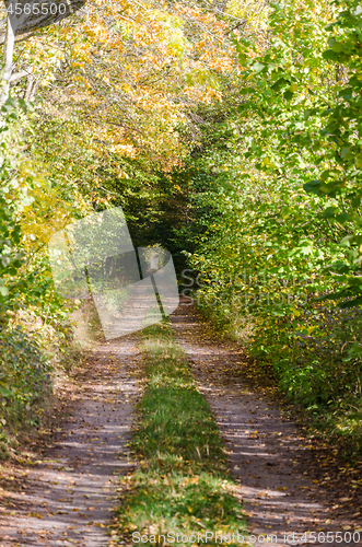 Image of Fall colors by a dirt road with light in the tunnel
