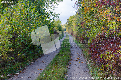 Image of Country road with lush and colorful vegetation