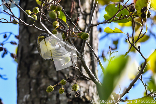 Image of Siskin feeding alder tree cones