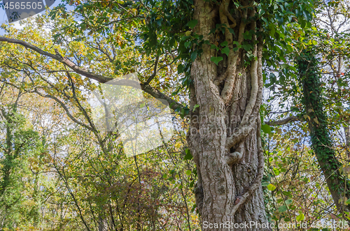 Image of Climbing big Ivy plant