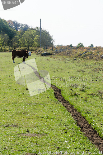 Image of Cow by a cowpath in a green pastureland