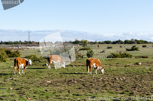 Image of Cattle in a sunlit green grassland