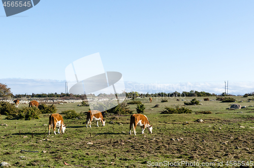 Image of Sunlit young cows in a pastureland