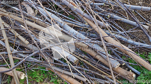 Image of Twigs texture as a background