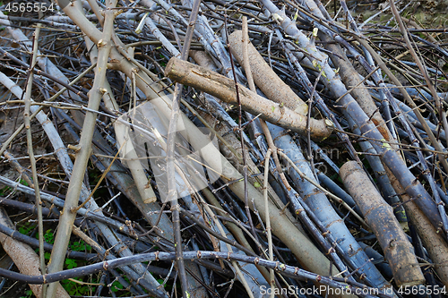 Image of Heap of cutting branches and twigs 