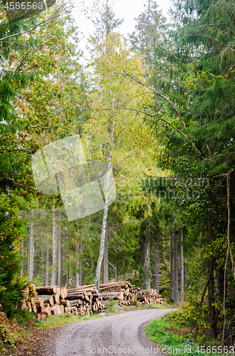 Image of Timber stacks by roadside by fall season
