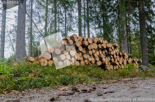 Image of Timberstack among spruce trees by road side