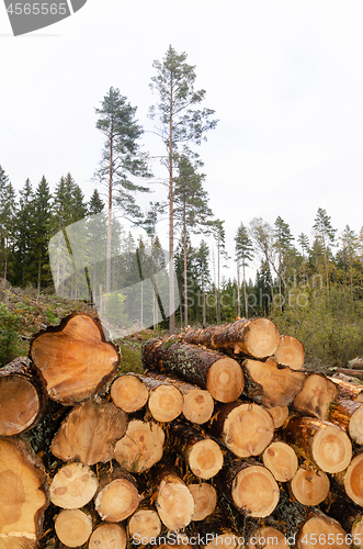 Image of Logpile in a bright coniferous forest