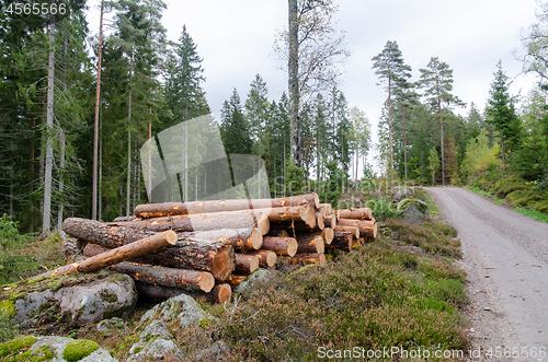 Image of Coniferous forest with a timber stack by road side