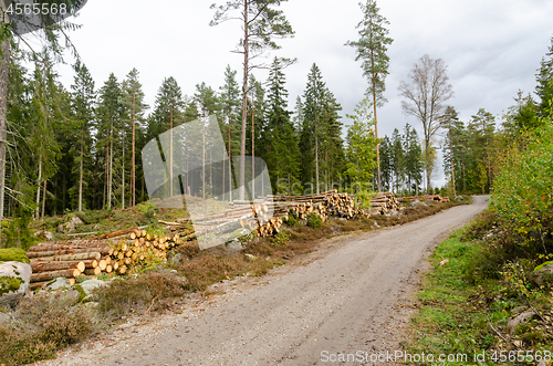 Image of Coniferous forest with timber stacks by road side