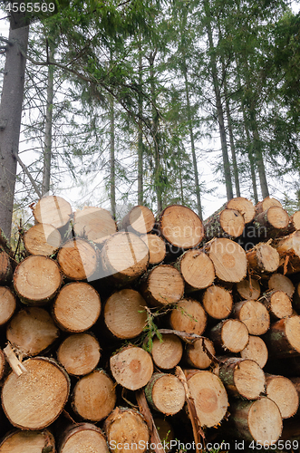 Image of Renewable resources - a timberstack in a forest