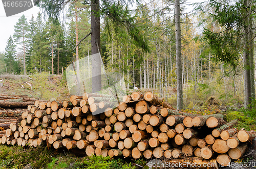 Image of Timberstack by fall season in a coniferous forest