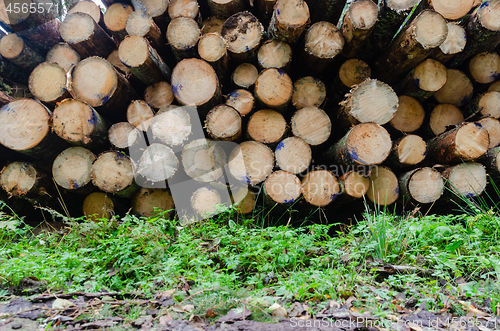 Image of Pulpwood stack from worms eye view