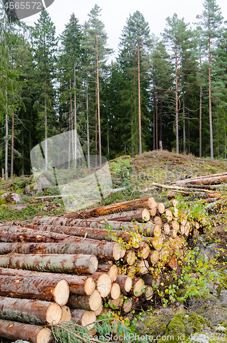 Image of Timber stack by a clear cut forest area in fall season