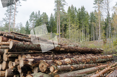 Image of Pulpwood in a timber stack